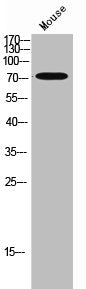 AKAP10 Antibody