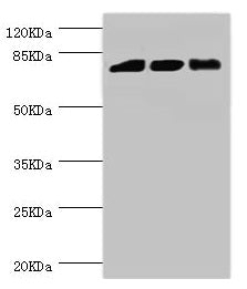 DGKA Antibody