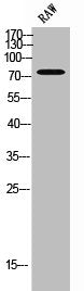 GBP4 Antibody