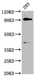 DHX15 Antibody