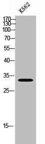 CIB3 Antibody