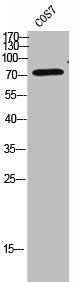 CLPTM1 Antibody