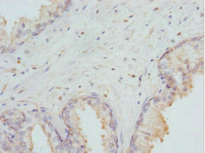 DLX2 Antibody