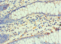 DLX3 Antibody