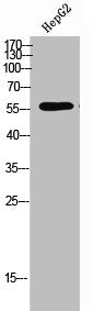 Phospho-TPH2 (S19) Antibody