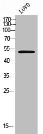 FOXN4 Antibody
