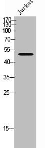 PLD4 Antibody