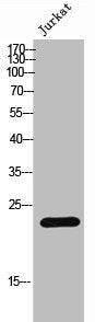 JDP2 Antibody