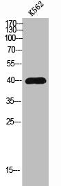 GPR139 Antibody