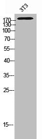 ABCC2 Antibody