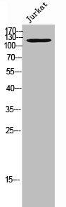 USP43 Antibody