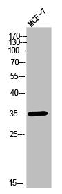 OR2T11 Antibody