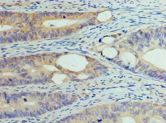 DNMT1 Antibody