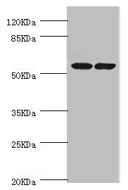 DPYS Antibody