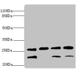 DR1 Antibody