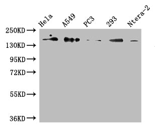 DUOX2 Antibody