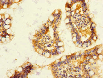 DUOX2 Antibody