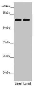 DYNC1I1 Antibody