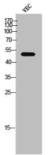 Phospho-CSK (S364) Antibody
