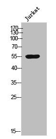 CSK Antibody