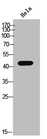 Phospho-CSNK2A1 (Y255) Antibody