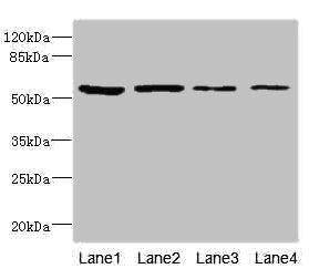 EDIL3 Antibody