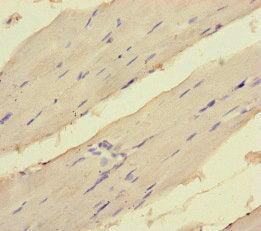 EEF1A1 Antibody