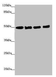EEF1A2 Antibody