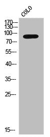 SIK1 Antibody
