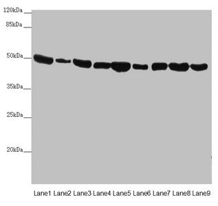 EEF1G Antibody