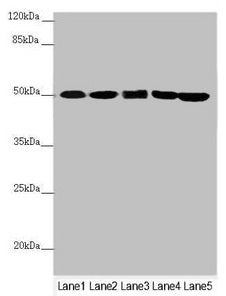 EEF1G Antibody