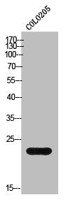 CTSG Antibody