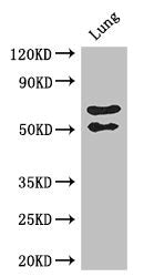 EFEMP2 Antibody