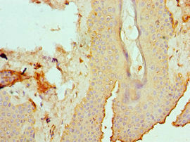 EFNB2 Antibody