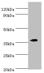EFNB2 Antibody