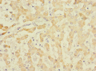 EFNB3 Antibody