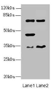 EHF Antibody