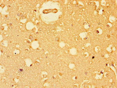 EIF4E Antibody