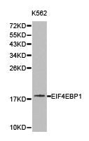 EIF4EBP1 Antibody