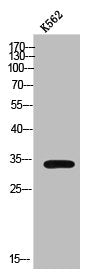 NKX6-3 Antibody