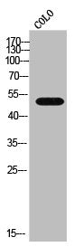 CYP4B1 Antibody