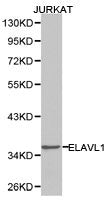 ELAVL1 Antibody