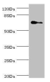 ELF1 Antibody
