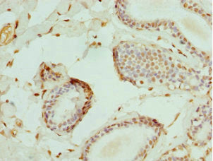 ELF1 Antibody