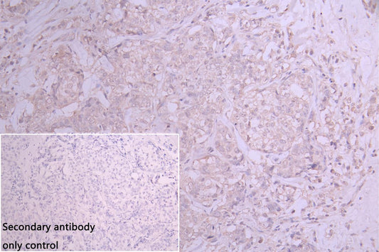 EMCN Antibody