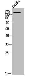 ACE Antibody