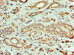 EXOG Antibody