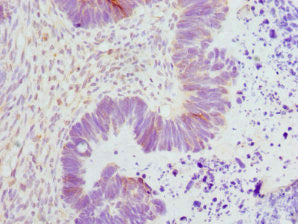 ENOX2 Antibody