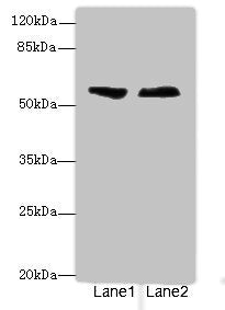 ENTPD2 Antibody