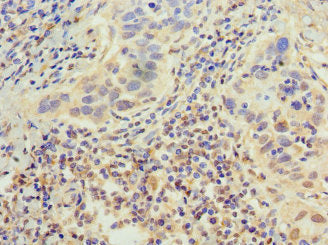EP300 Antibody